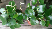 Peperomia Raindrop Plant