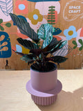 Calathea Ornata - 14cm