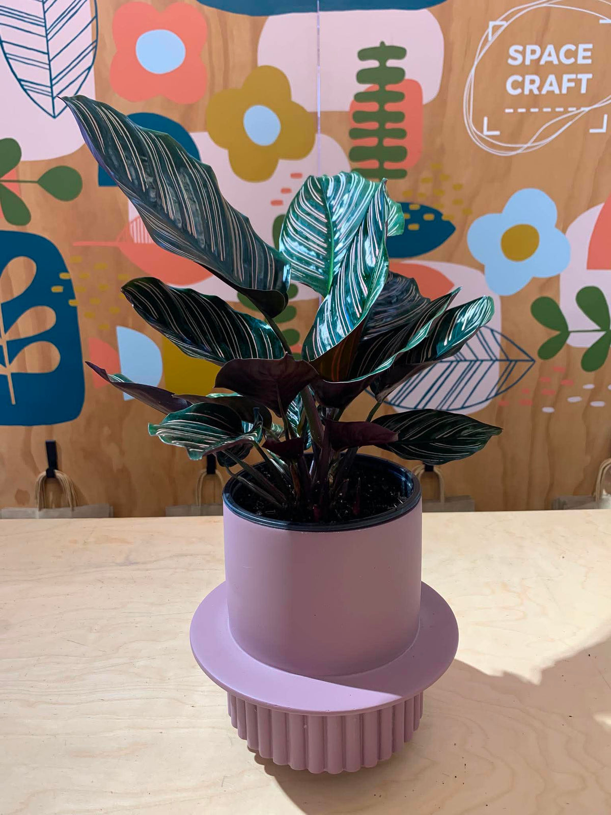 Calathea Ornata - 14cm