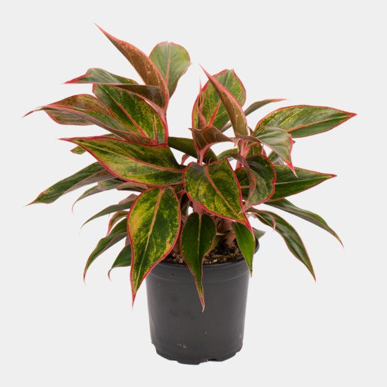 Aglaonema Pot Plant - Siam Aurora 12cm