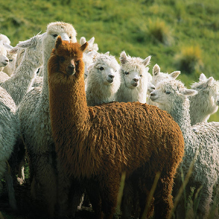 Alpacca Cable Pattern Socks - Natural