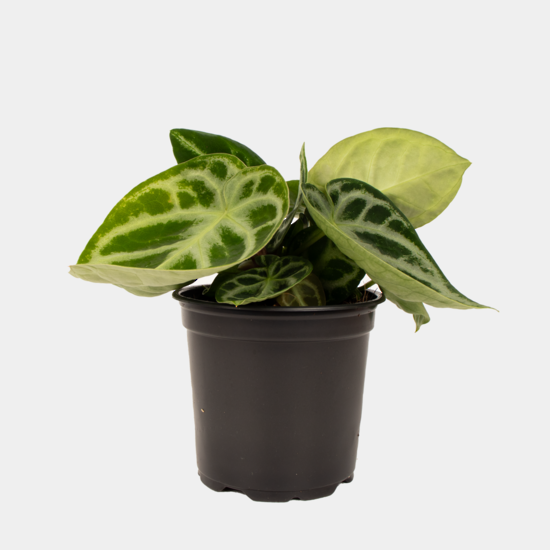 Anthurium Crystallinum 12cm Kings Clearout