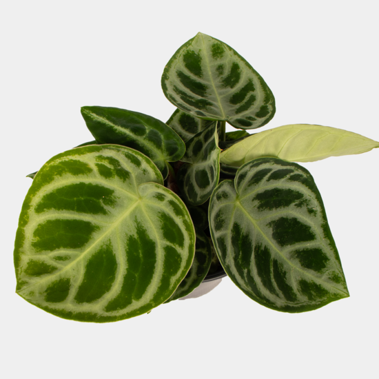 Anthurium Crystallinum 12cm Kings Clearout