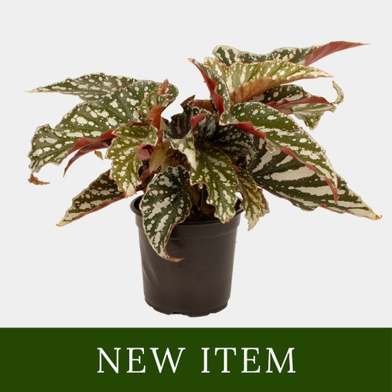 Begonia Bohemian Forest 12cm