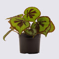 Begonia Mountain