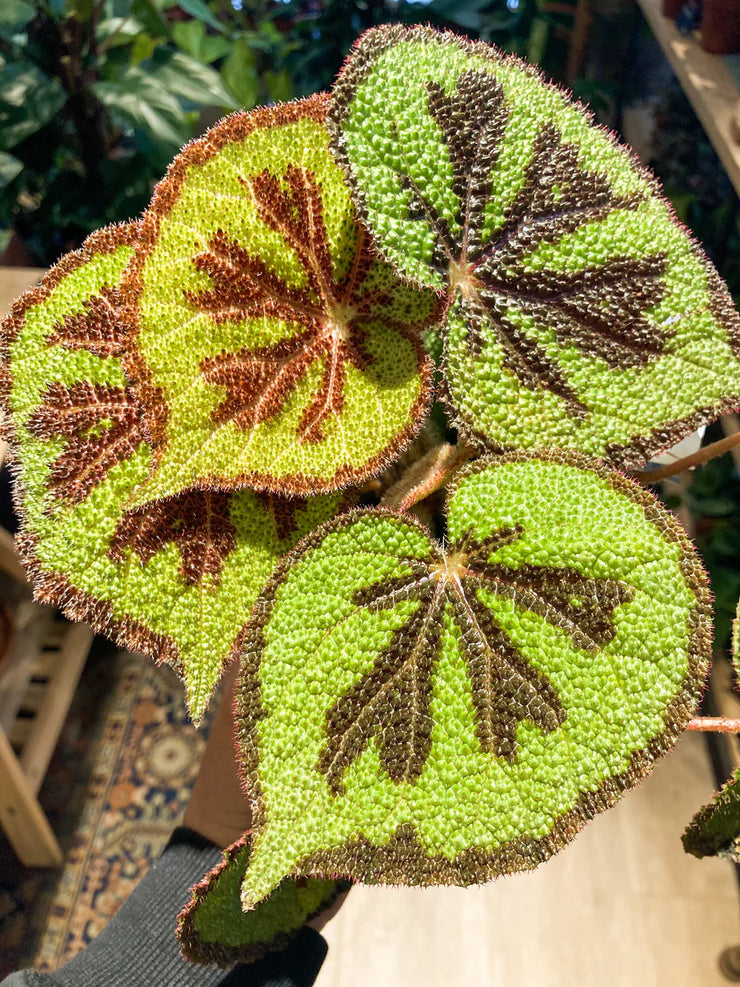 Begonia Mosoniana Mountain