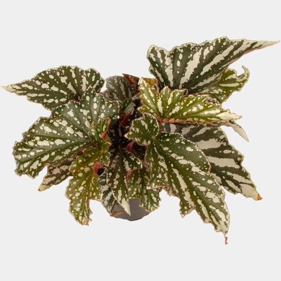 Begonia Bohemian Forest 12cm