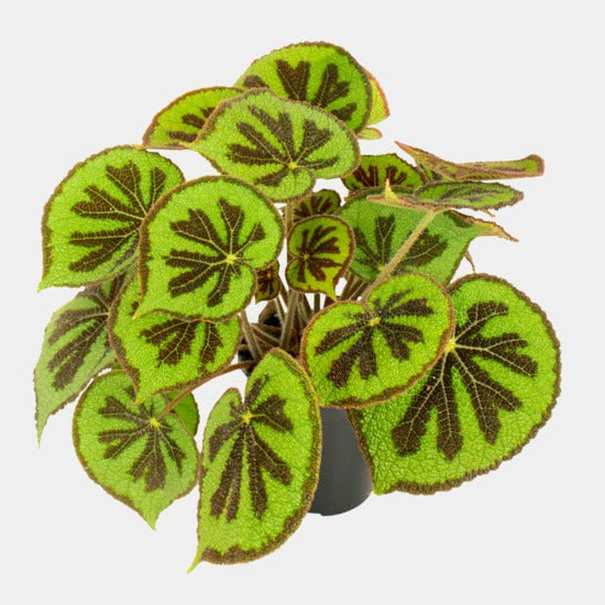 Begonia Mountain