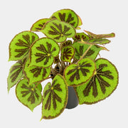 Begonia Mosoniana Mountain