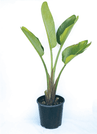 Strelitzia Nicholai - Bird of Paradise