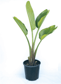 Strelitzia Nicholai - Bird of Paradise