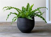 Birds Nest Fern - Asplenium Nidus