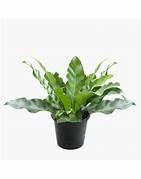 Birds Nest Fern - Asplenium Nidus