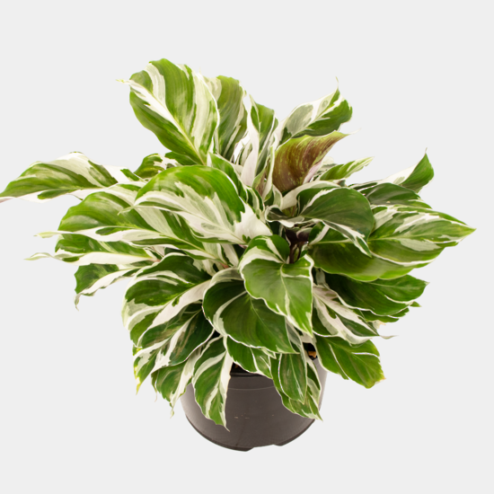 Calathea White Fusion Pot Plant - 14cm