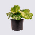 Calathea Orbifolia