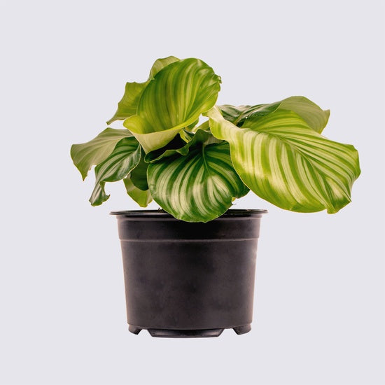 Calathea Orbifolia
