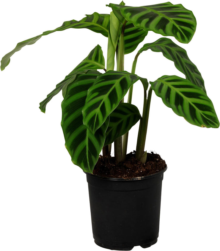 Calathea Zebrina