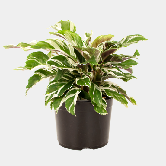 Calathea White Fusion Pot Plant - 14cm
