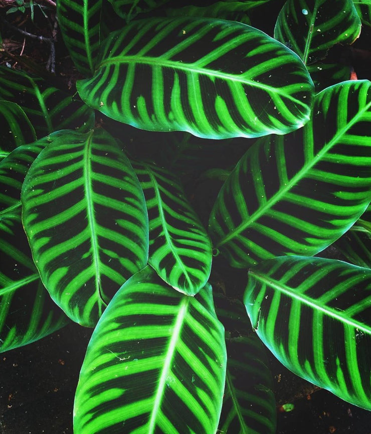 Calathea Zebrina