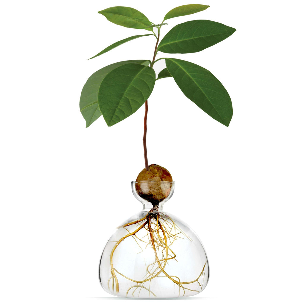 Avocado Germinating Bowls - Clear