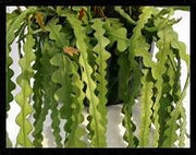 Cryptocereus Anthonyanus - Ric Rac Cactus