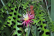 Cryptocereus Anthonyanus - Ric Rac Cactus