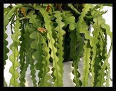 Cryptocereus Anthonyanus - Ric Rac Cactus