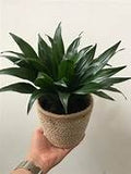 Dracaena Janet Craig Compacta 14cm