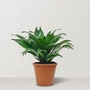 Dracaena Janet Craig Compacta 14cm