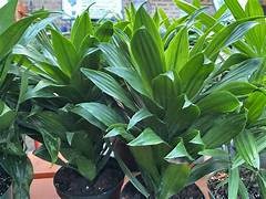Dracaena Janet Craig Compacta 14cm