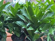 Dracaena Janet Craig Compacta 14cm