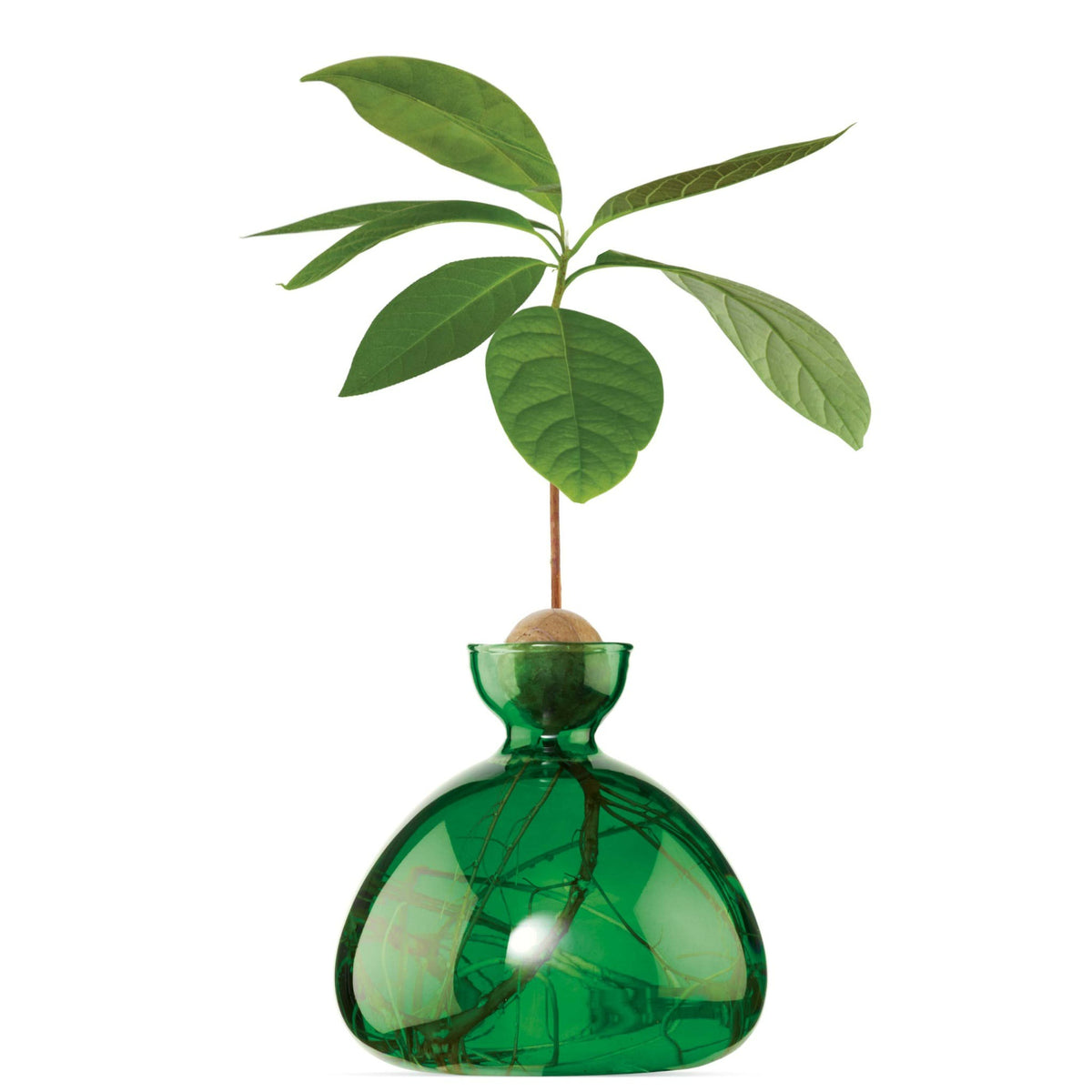 Avocado Germinating Bowls - Emerald Green