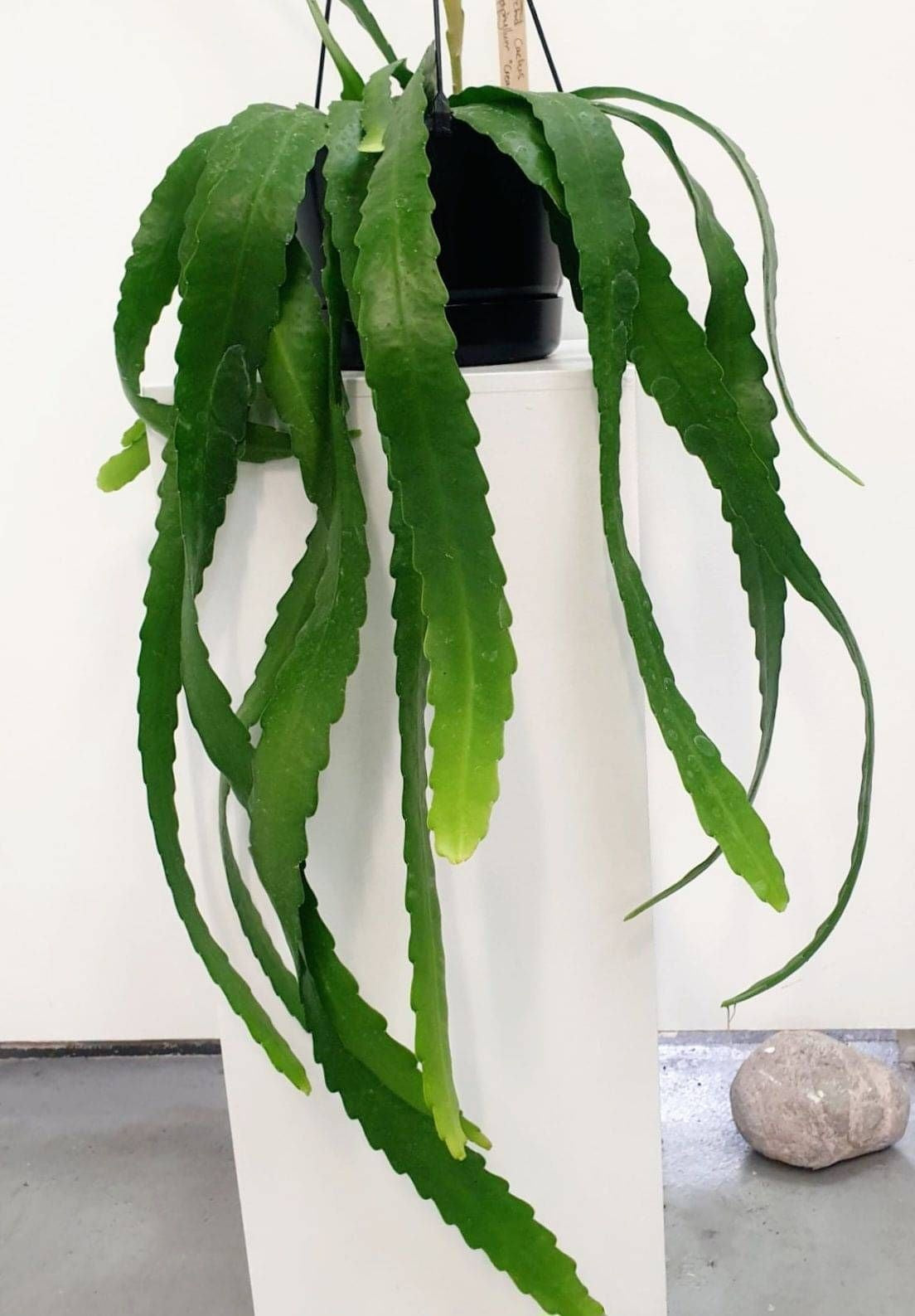Epiphyllum - Orchid Cactus 17.5cm Basket