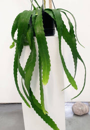 Epiphyllum - Orchid Cactus 17.5cm Basket