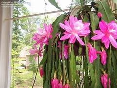 Epiphyllum - Orchid Cactus 17.5cm Basket