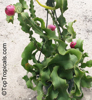 Epiphyllum - Orchid Cactus 17.5cm Basket