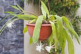 Epiphyllum - Orchid Cactus 17.5cm Basket