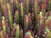 Euphorbia Trigona Purpurea 14cm