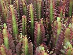 Euphorbia Trigona Purpurea 14cm