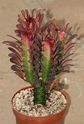 Euphorbia Trigona Purpurea 14cm