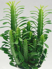 Euphorbia Trigona Green 14cm