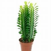 Euphorbia Trigona Green 14cm
