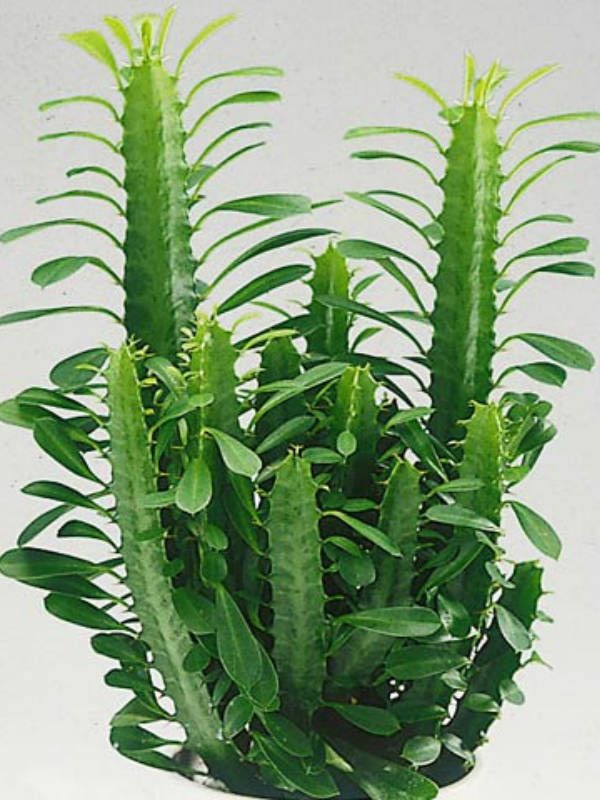 Euphorbia Trigona Green 14cm