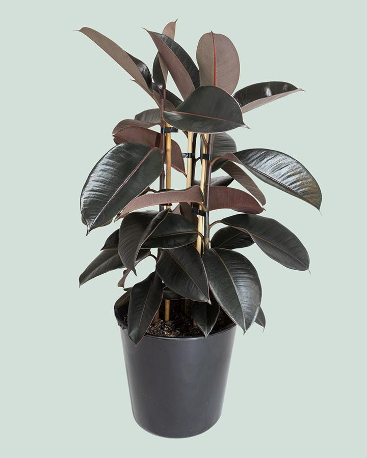 Ficus Black Knight - 20cm
