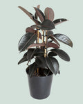 Ficus Black Knight - 20cm