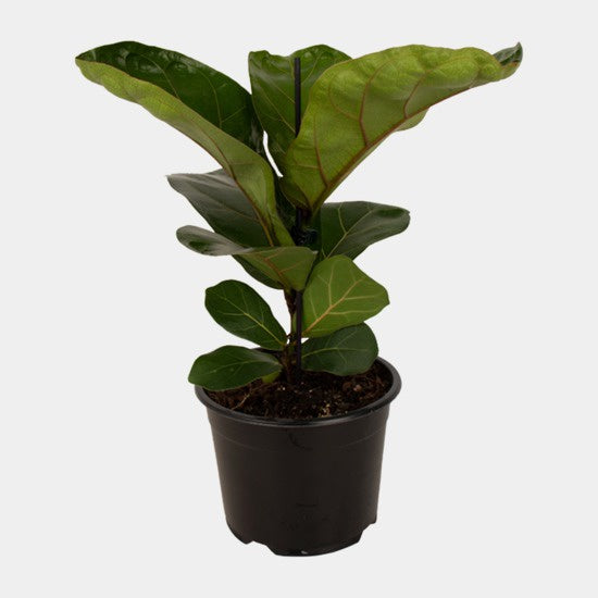 Ficus Lyrata Bambino