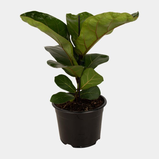 Ficus Lyrata Bambino - 14cm