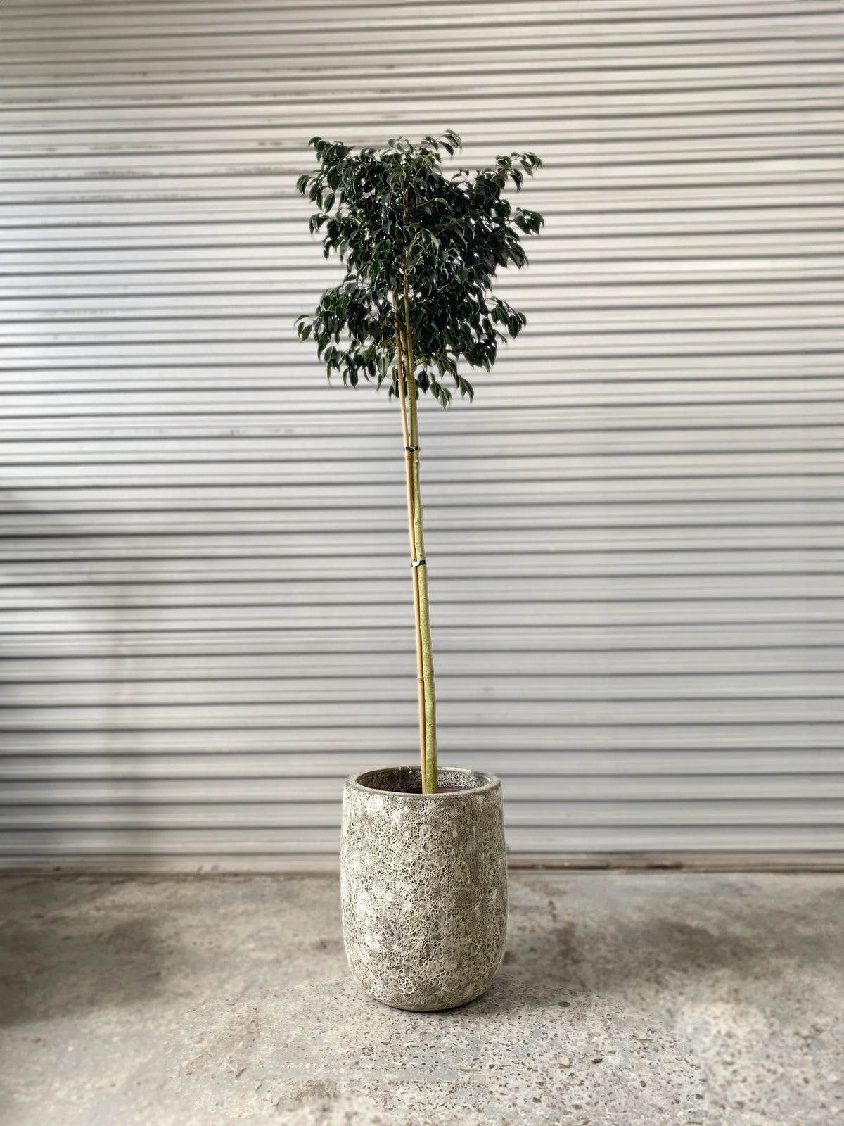 Ficus  Evergreen 30cm Standard