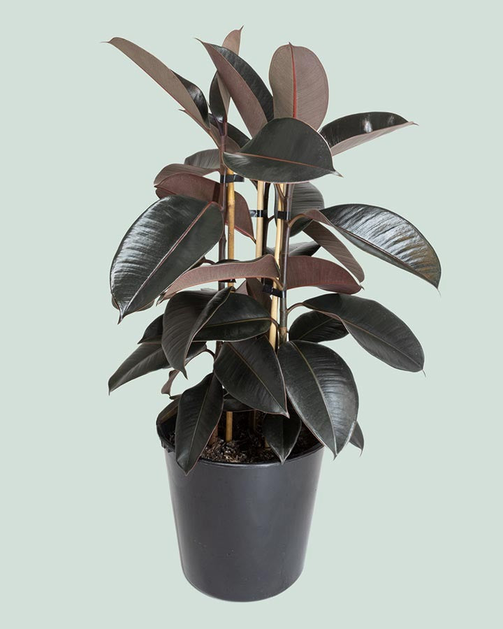 Ficus Black Knight - 20cm