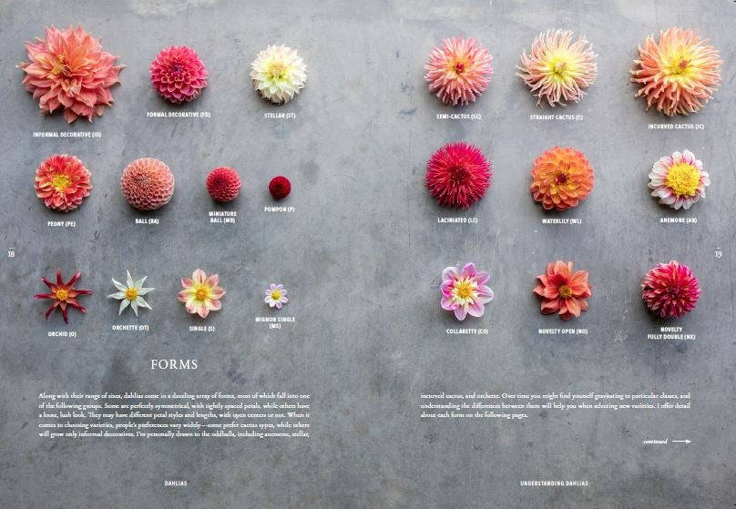 Floret Farms - Discovering Dahlias